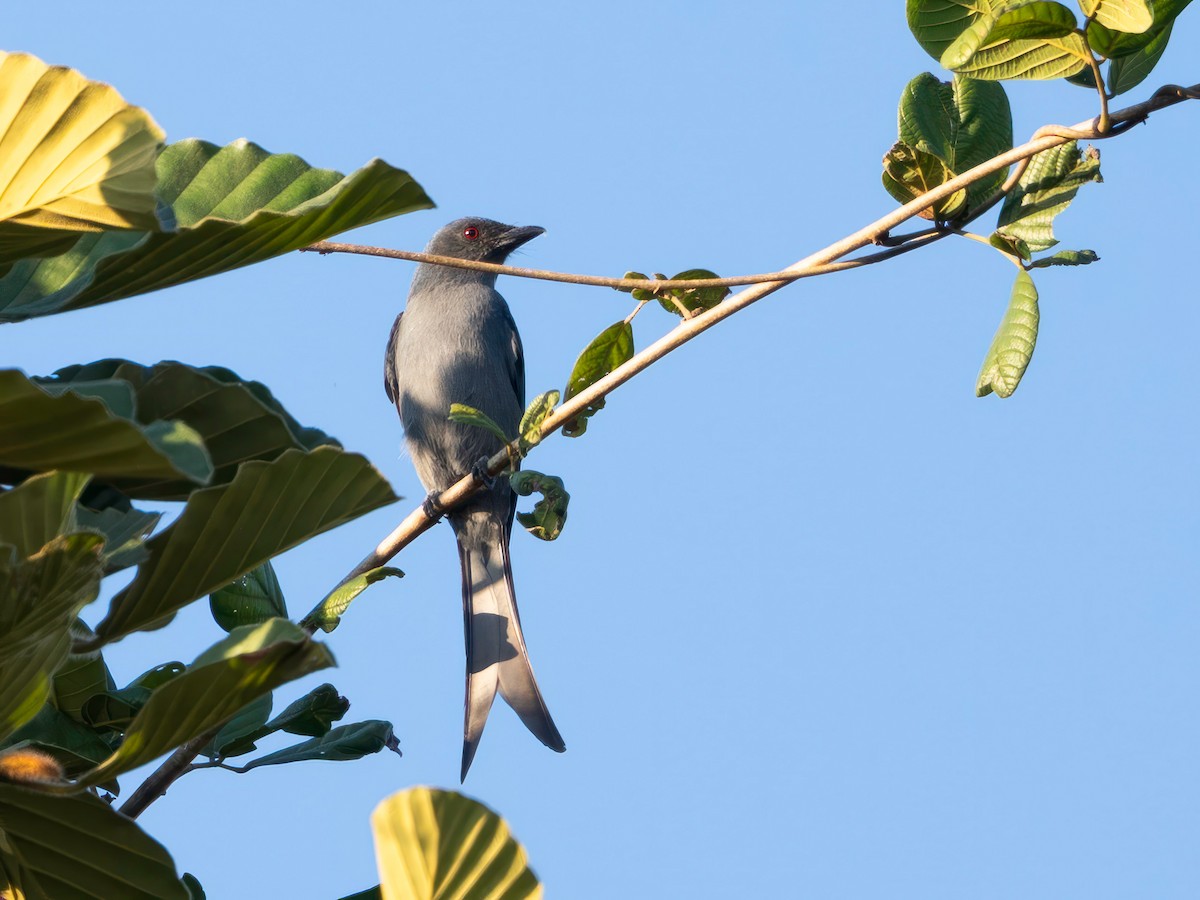 drongo kouřový [skupina leucophaeus] - ML646229921