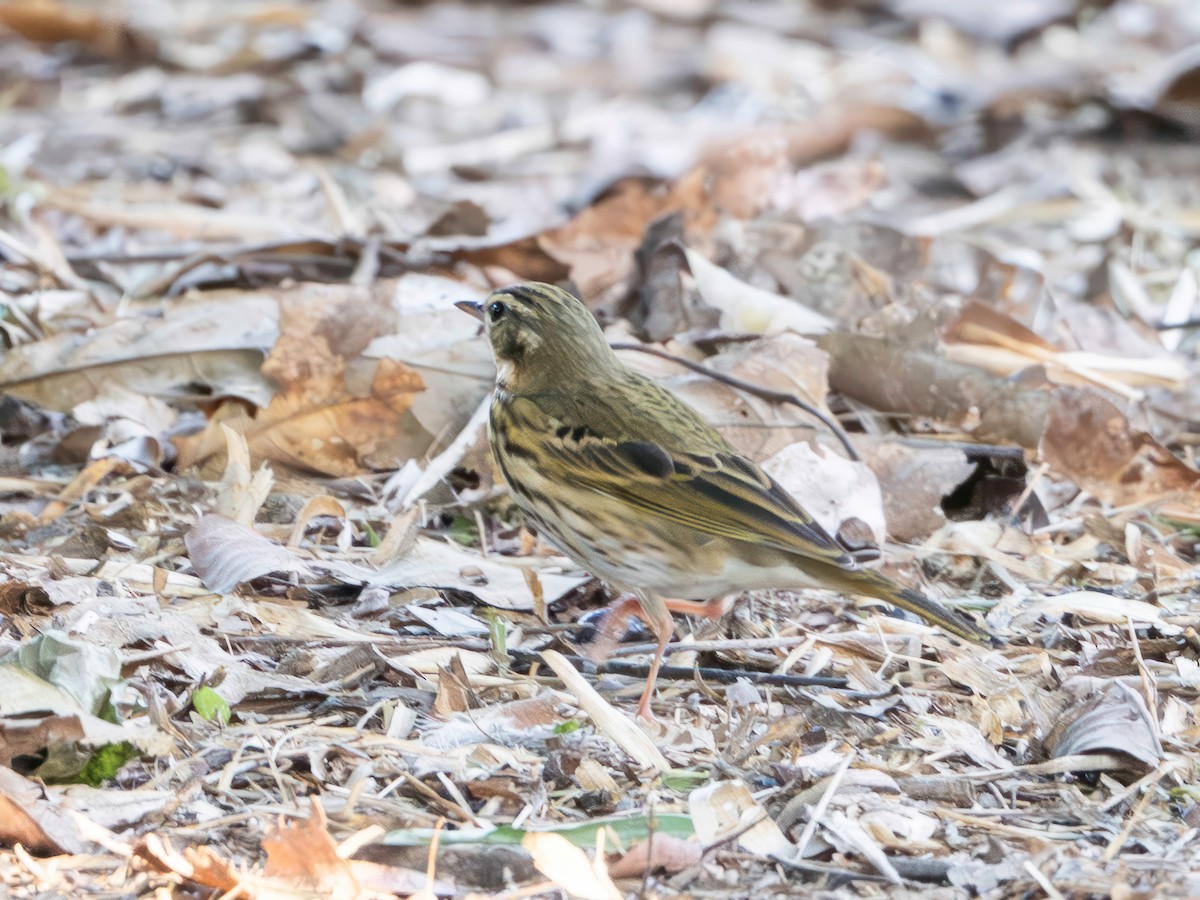 linduška olivová - ML646229926