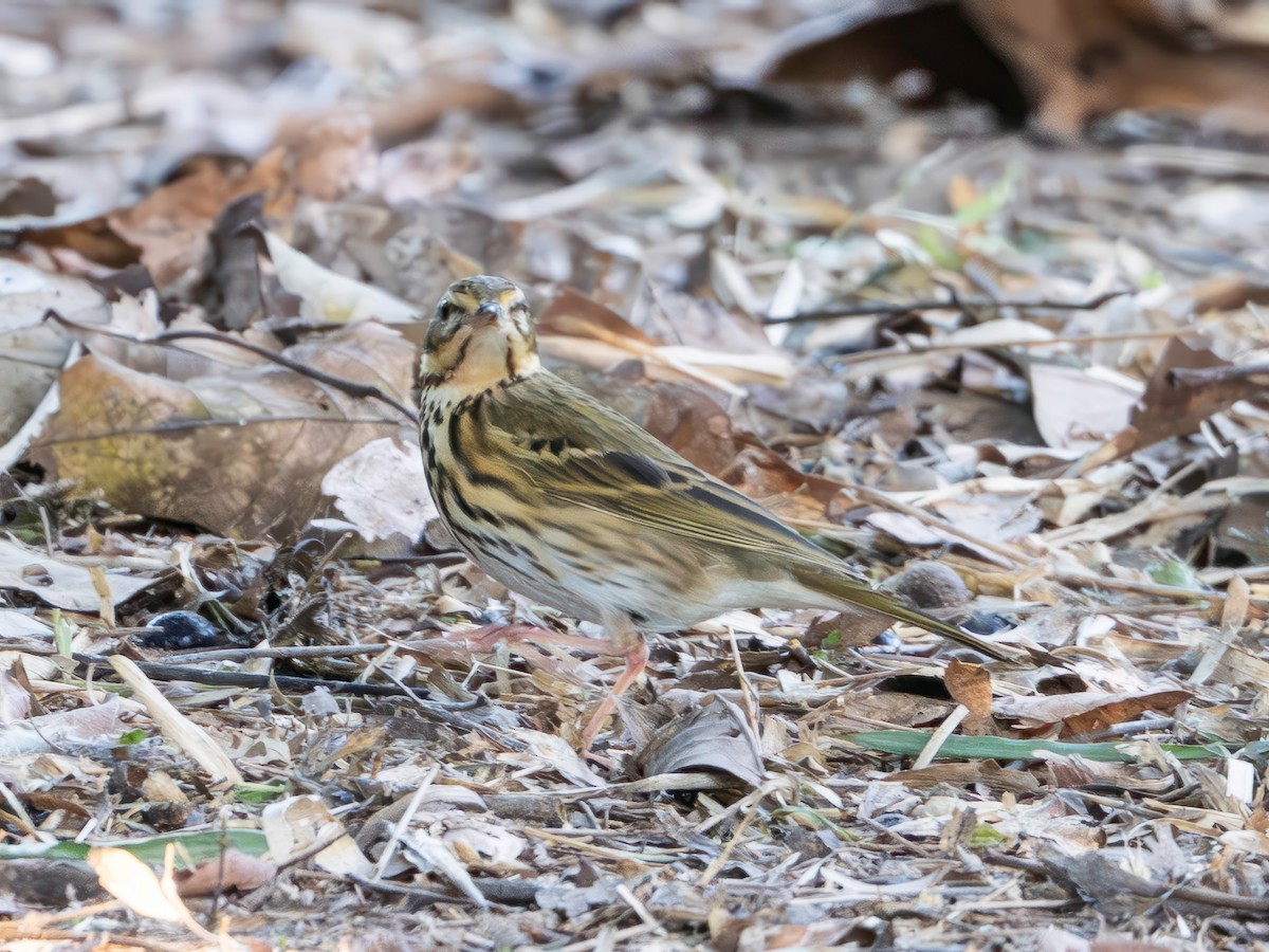 linduška olivová - ML646229927