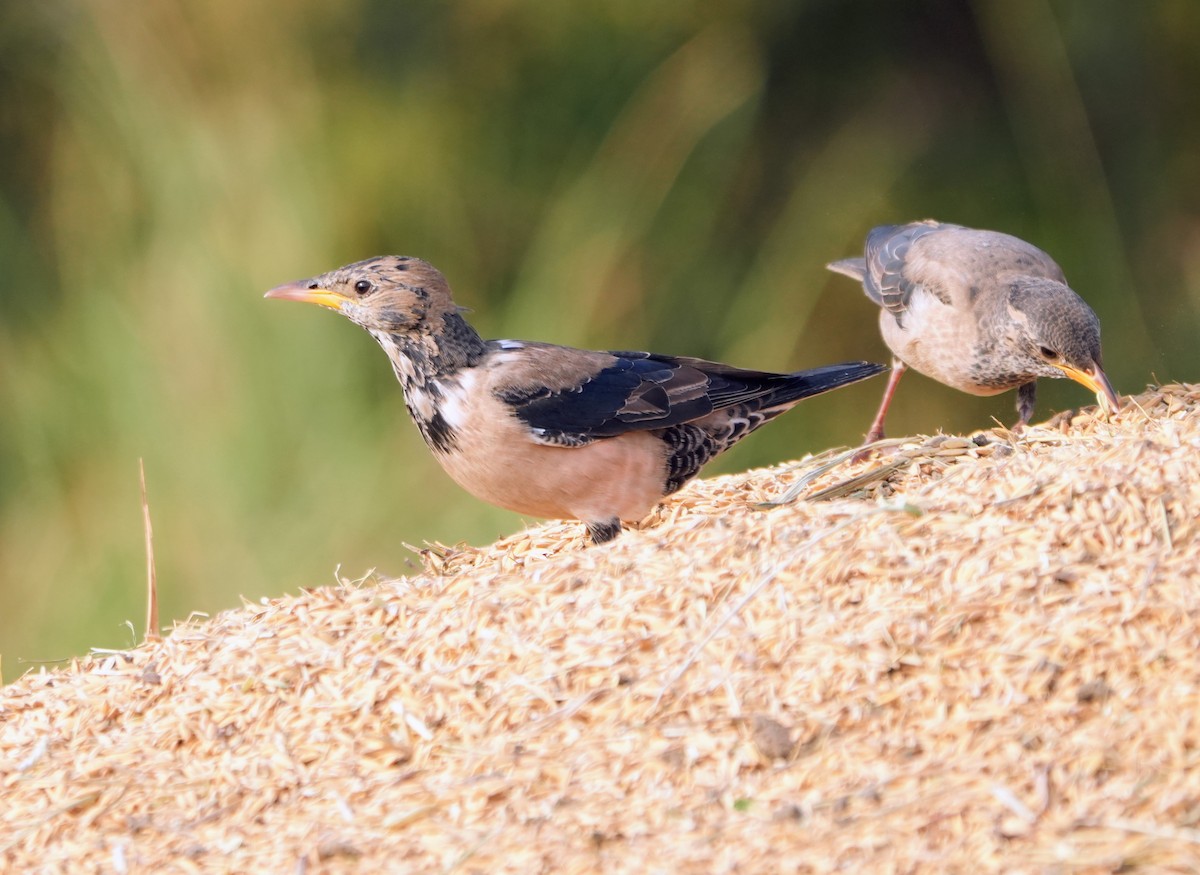 Rosy Starling - ML646229932