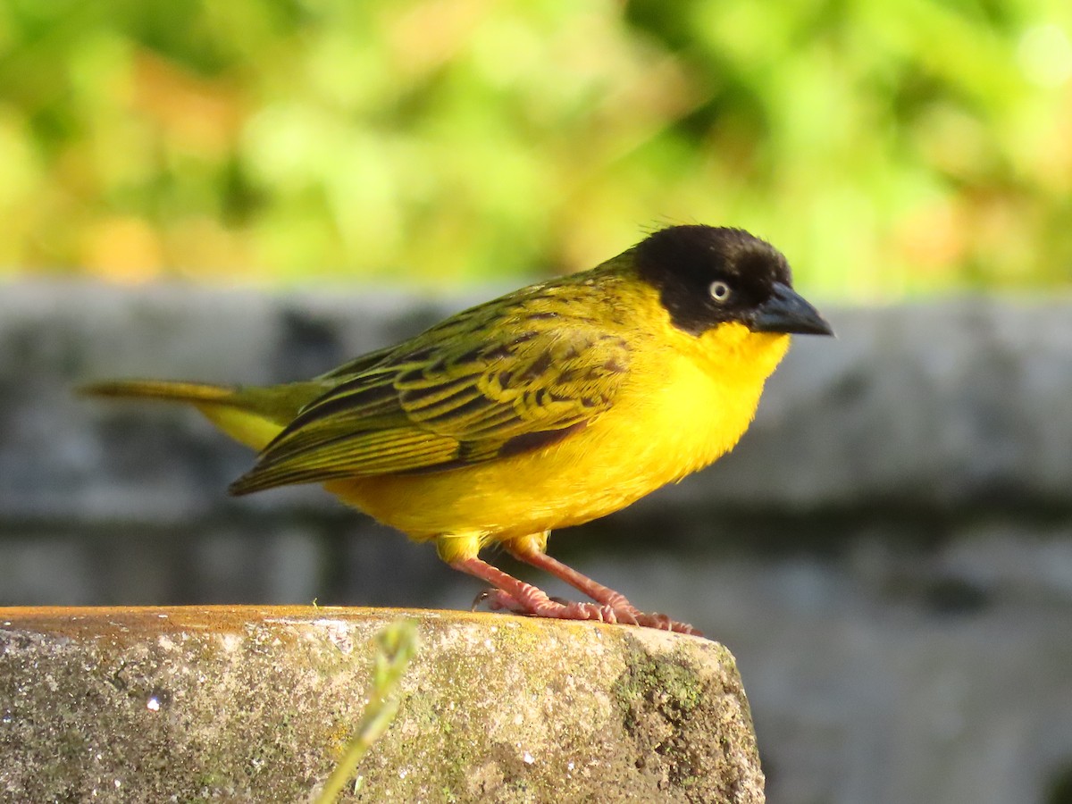 Tejedor Baglafecht - ML646229934