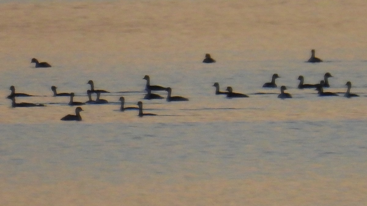 Eared Grebe - ML646229935