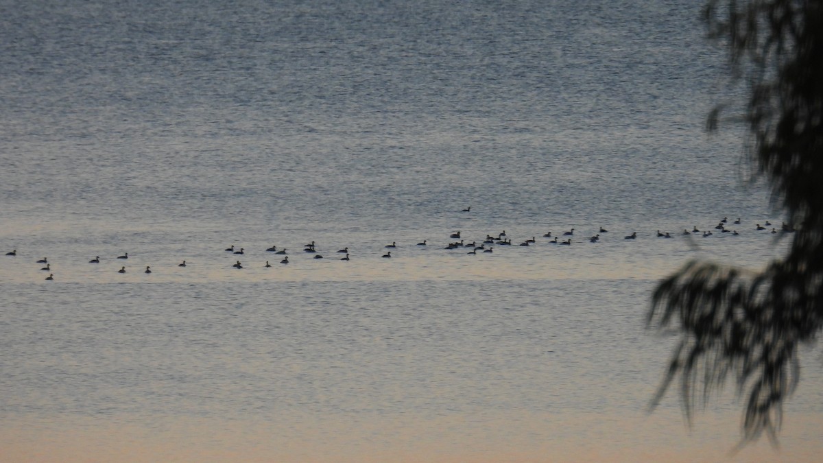 Eared Grebe - ML646229936