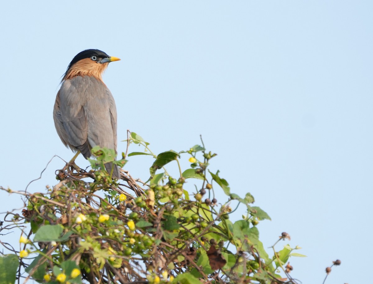 Brahminy Starling - ML646229939