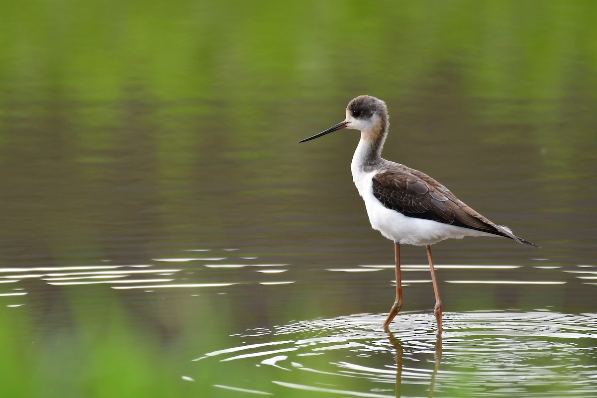 Black-winged Stilt - ML646229940