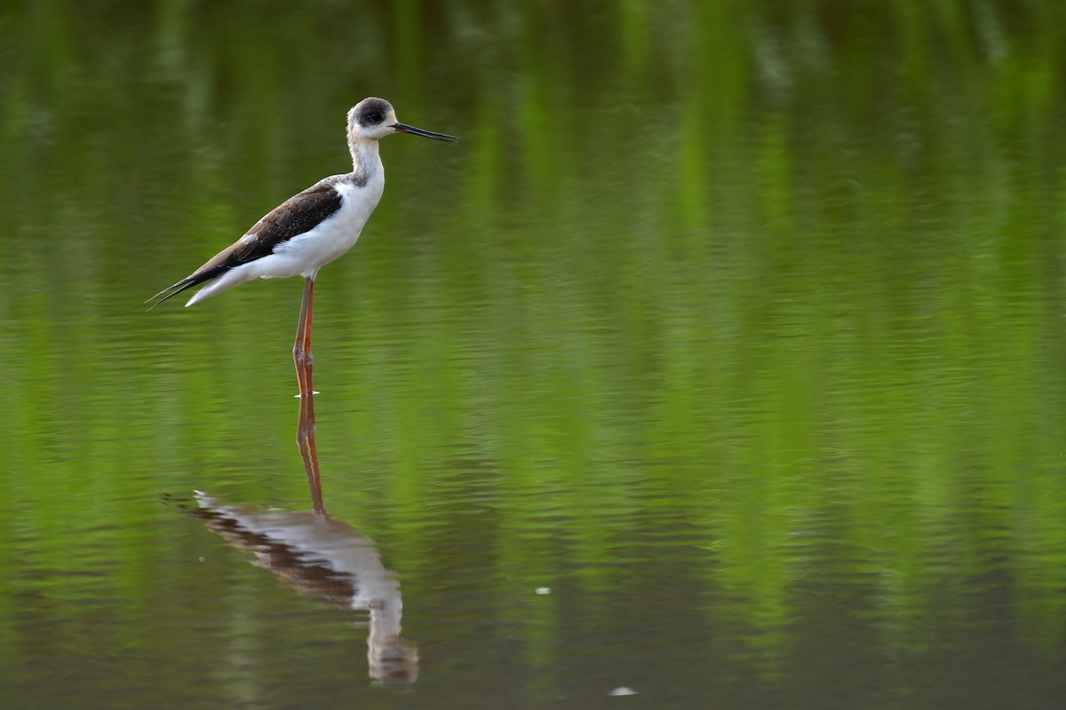 Black-winged Stilt - ML646229941