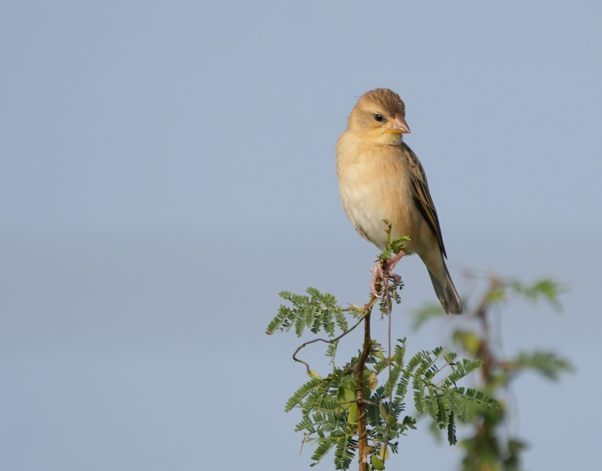 Baya Weaver - ML646229942