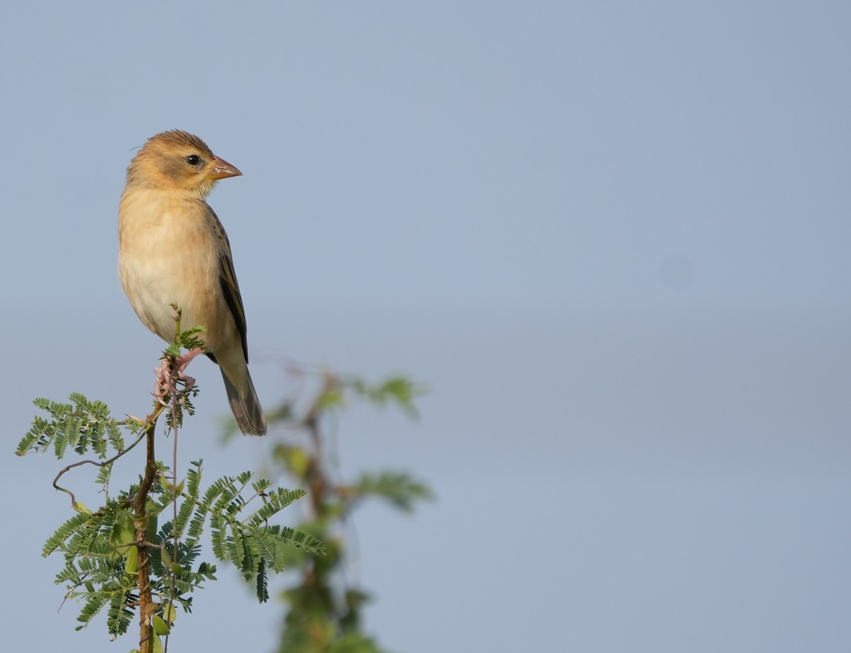 Baya Weaver - ML646229943