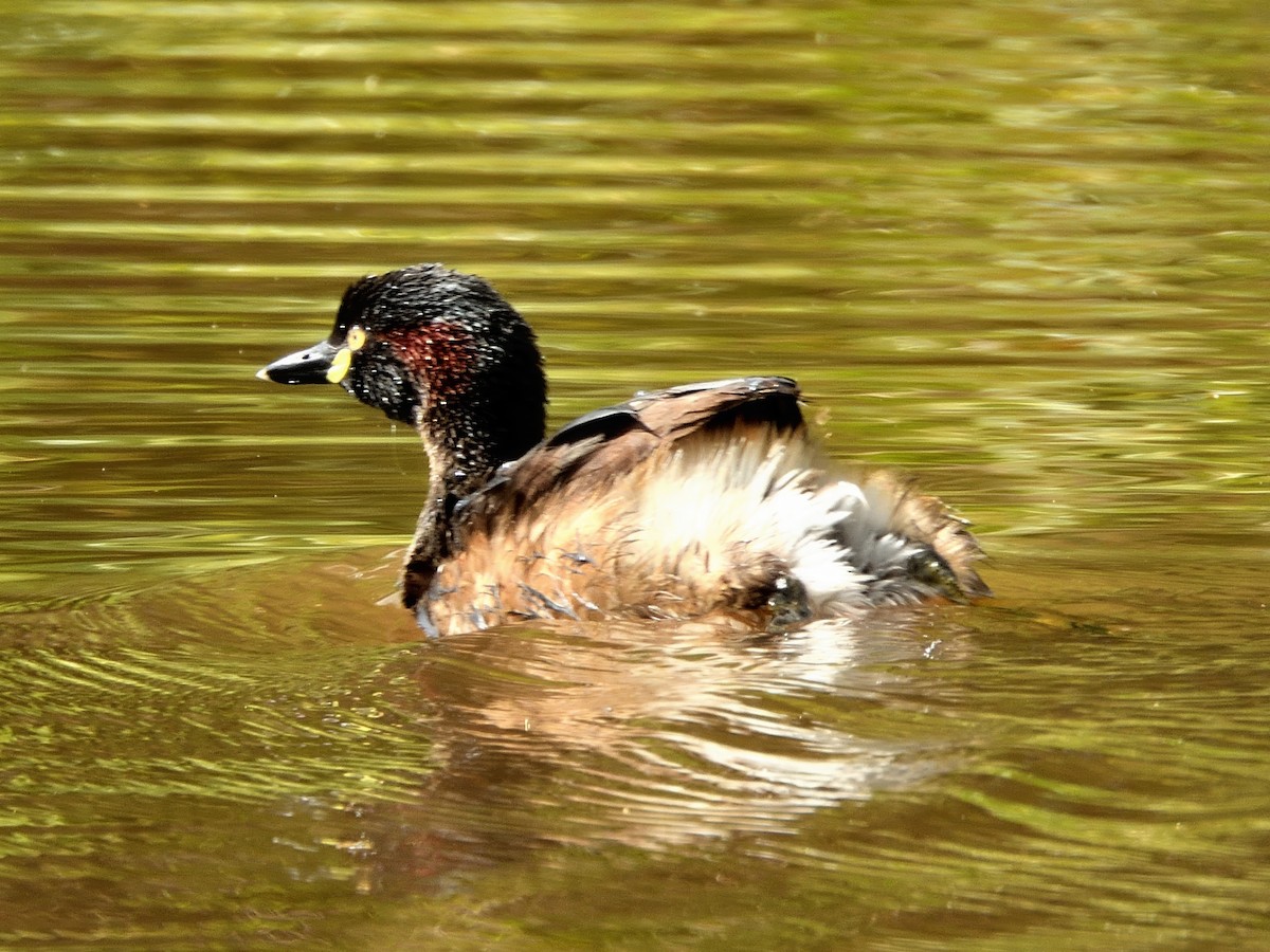 Австралийская поганка - ML646229948