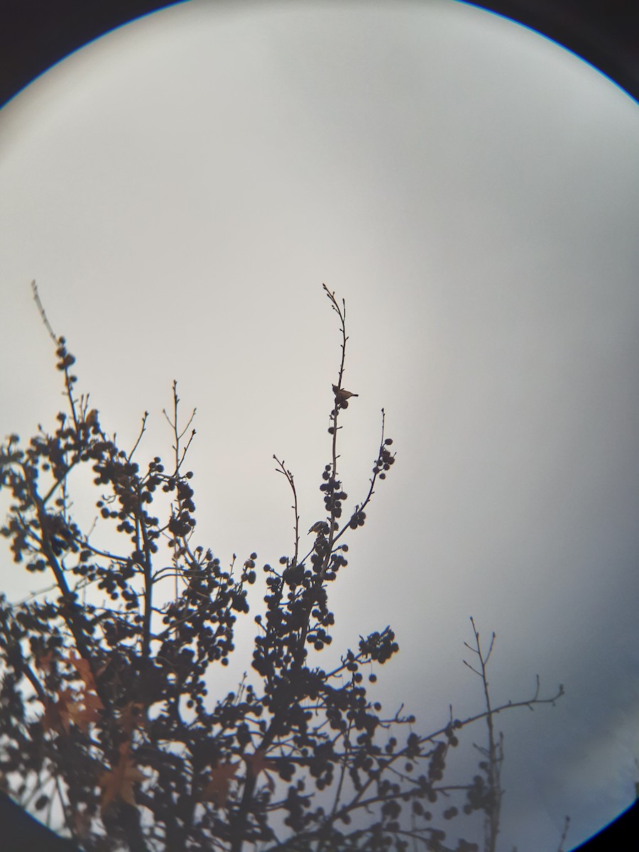 European Goldfinch - ML646229949