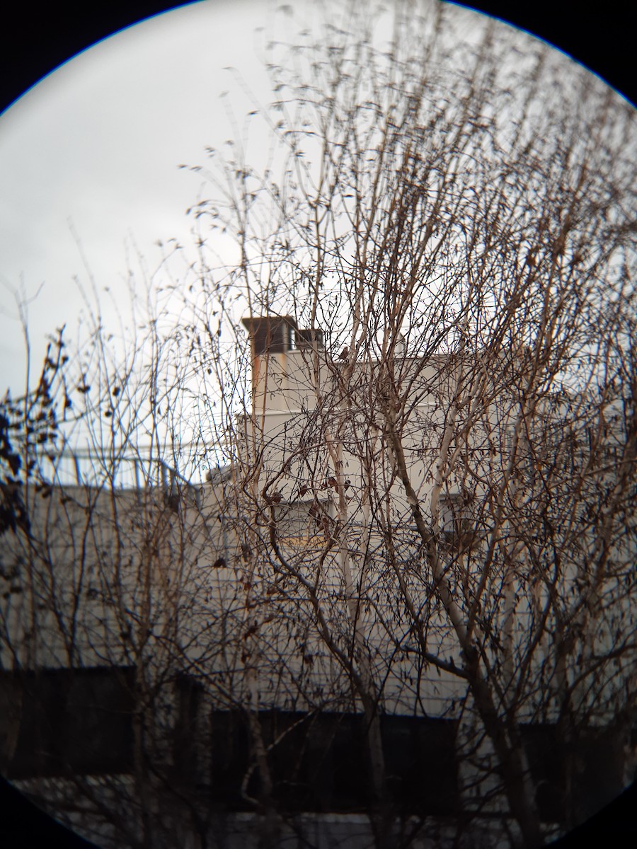 European Goldfinch - ML646229951