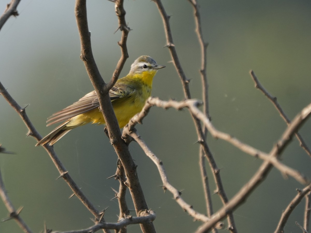 Western Yellow Wagtail - ML646229952