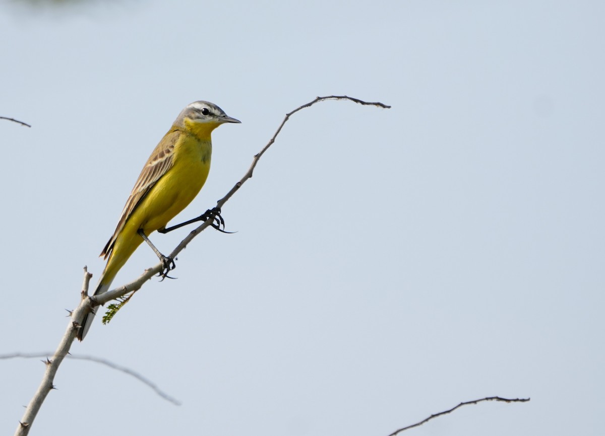 Western Yellow Wagtail - ML646229953