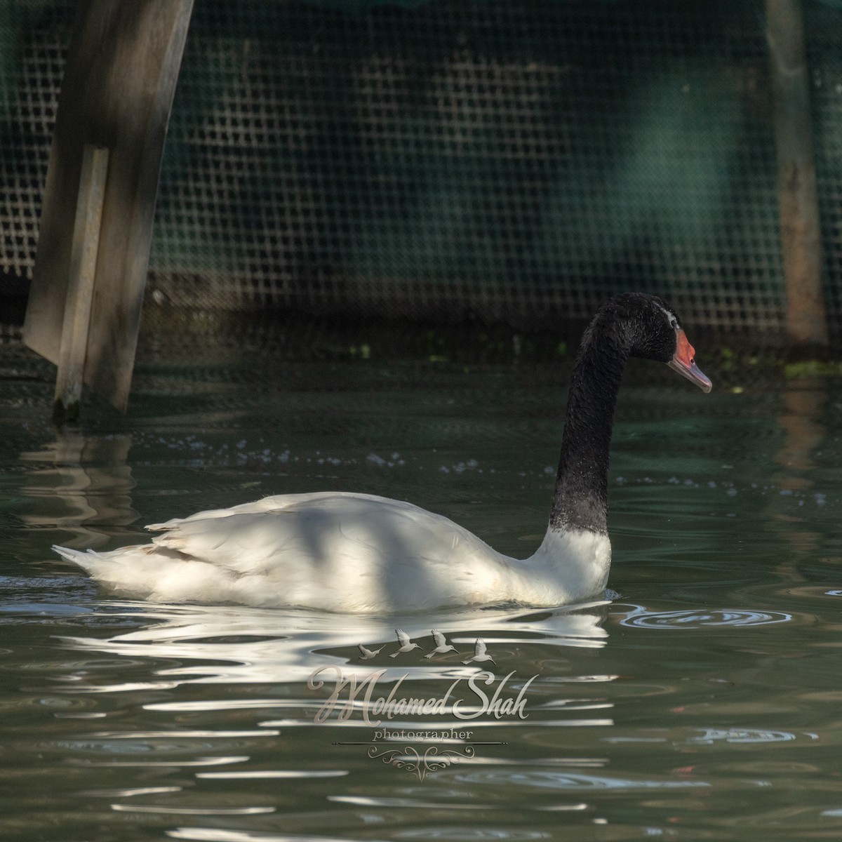 Common Shelduck - ML646229955