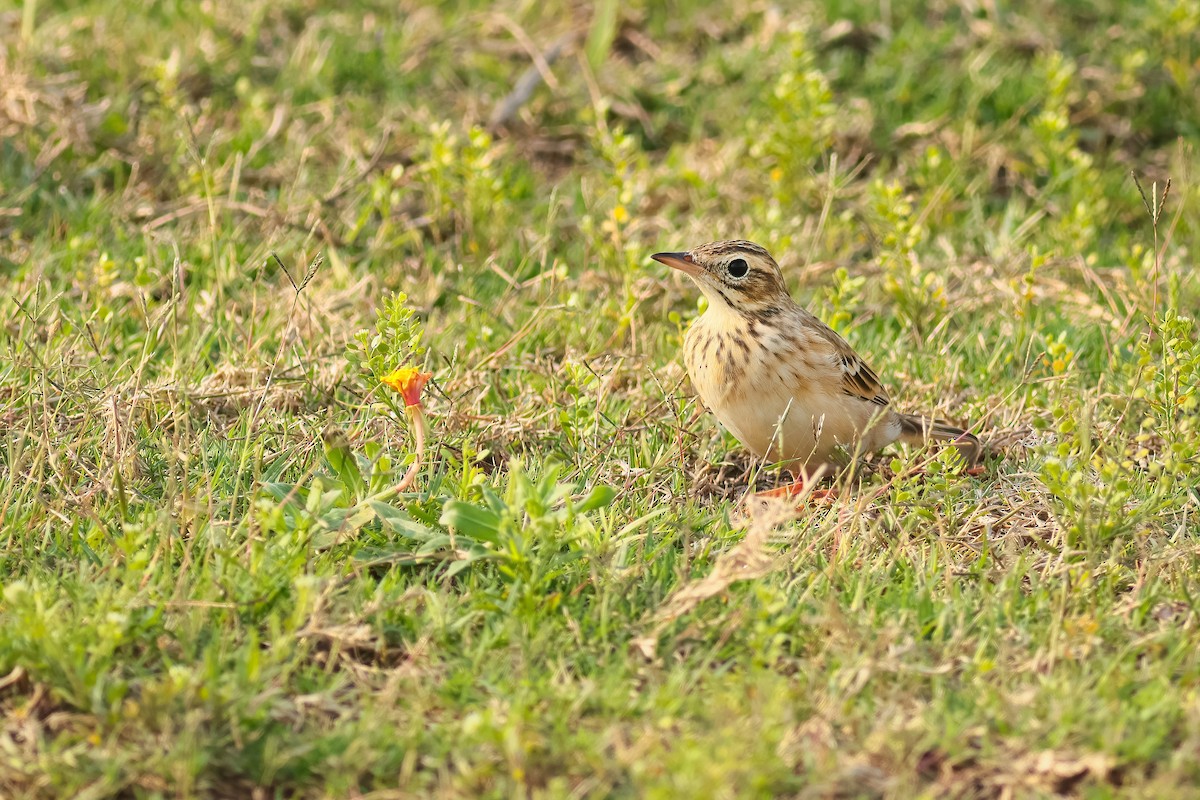 Степной конёк - ML646229957