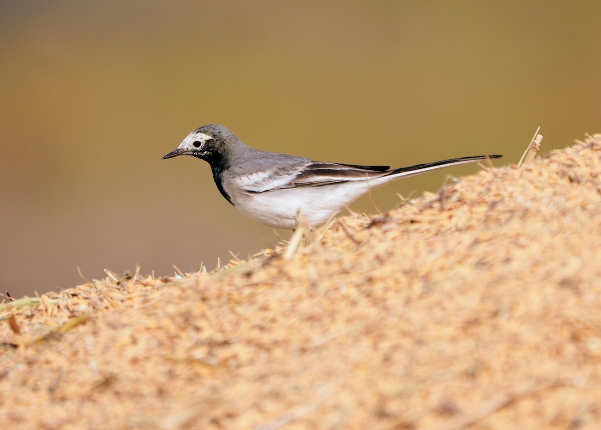 White Wagtail - ML646229959