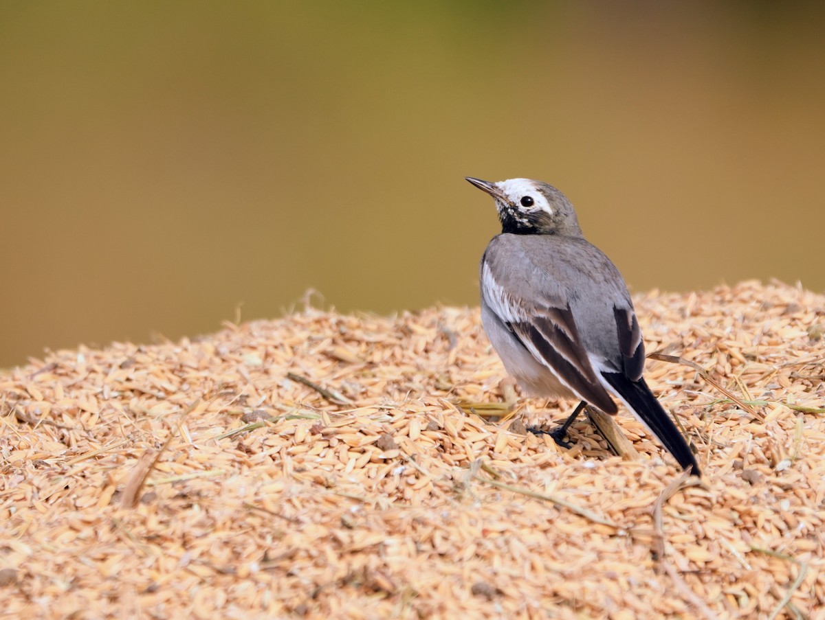 White Wagtail - ML646229960