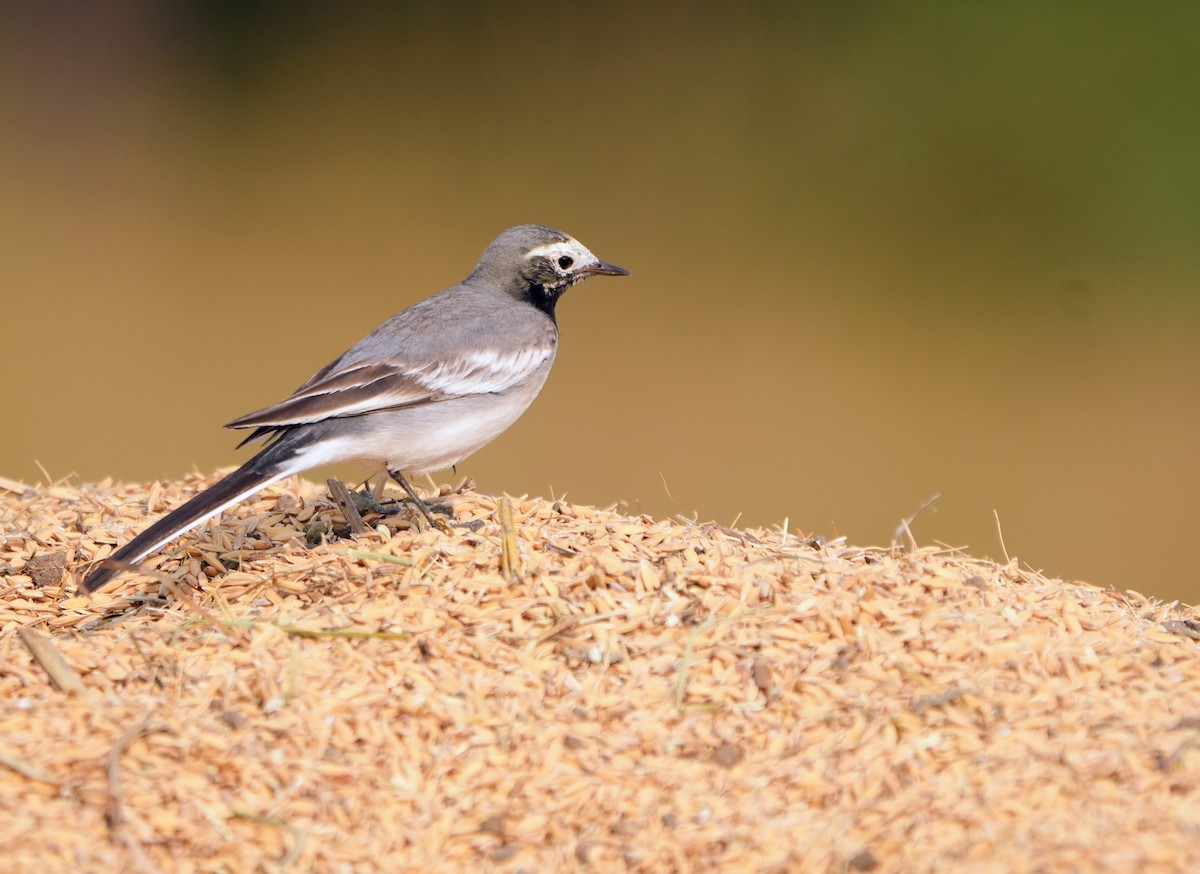 White Wagtail - ML646229961