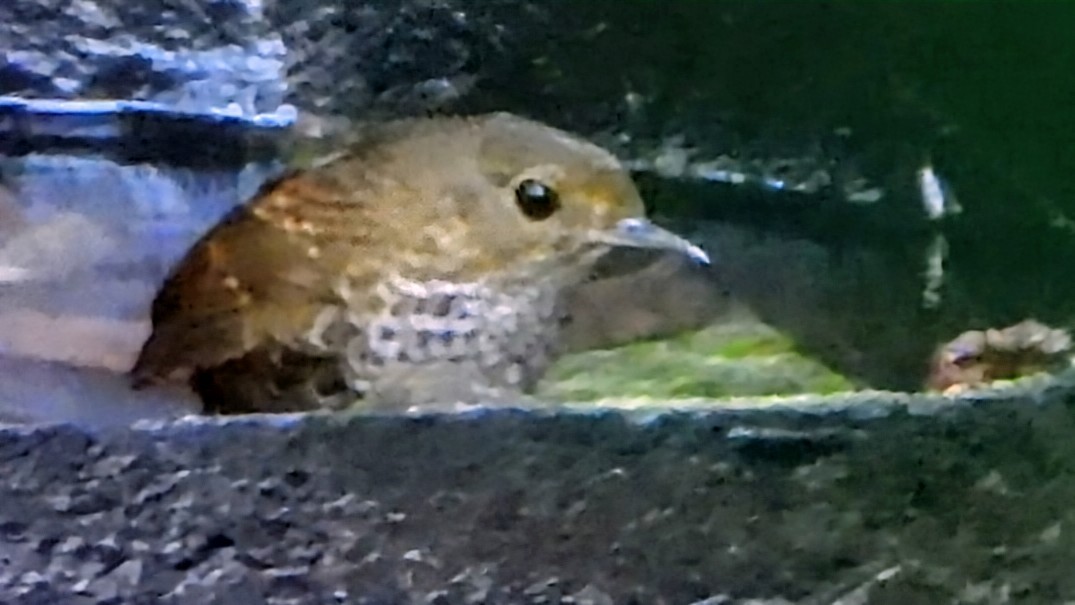 Pygmy Cupwing - ML646229964