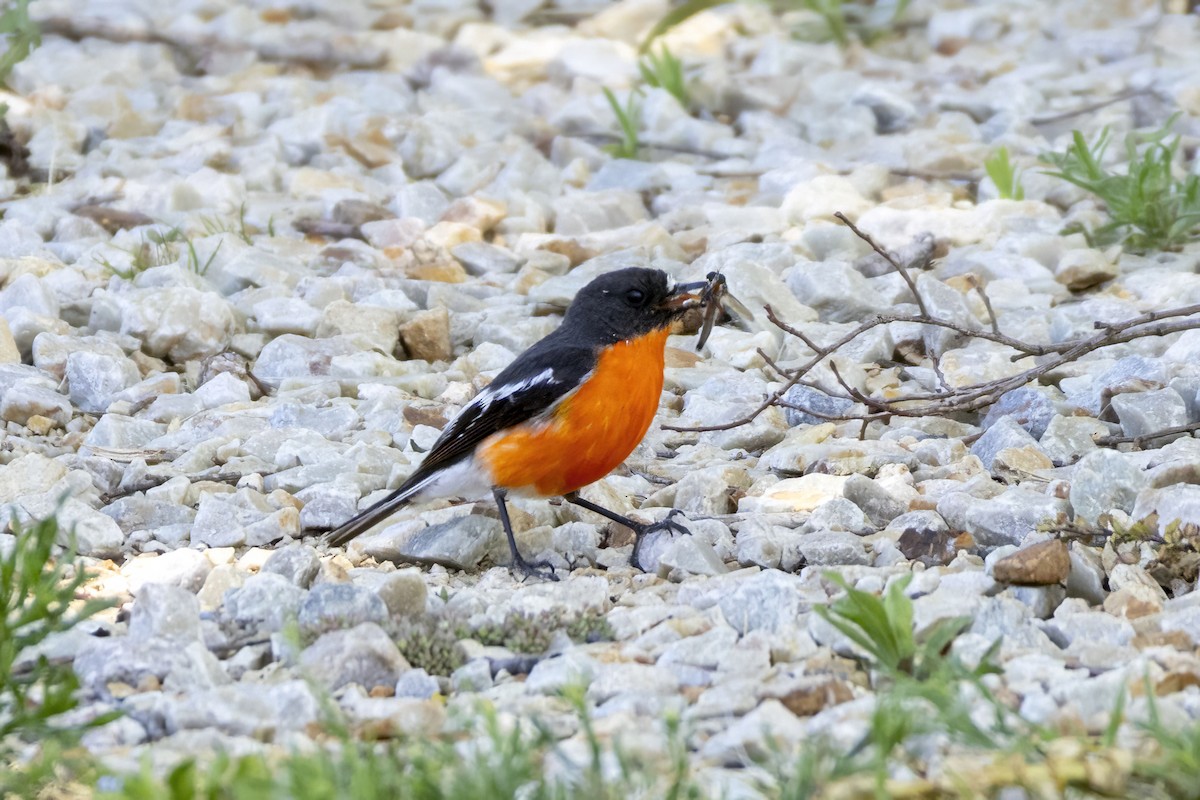 Flame Robin - ML646229974