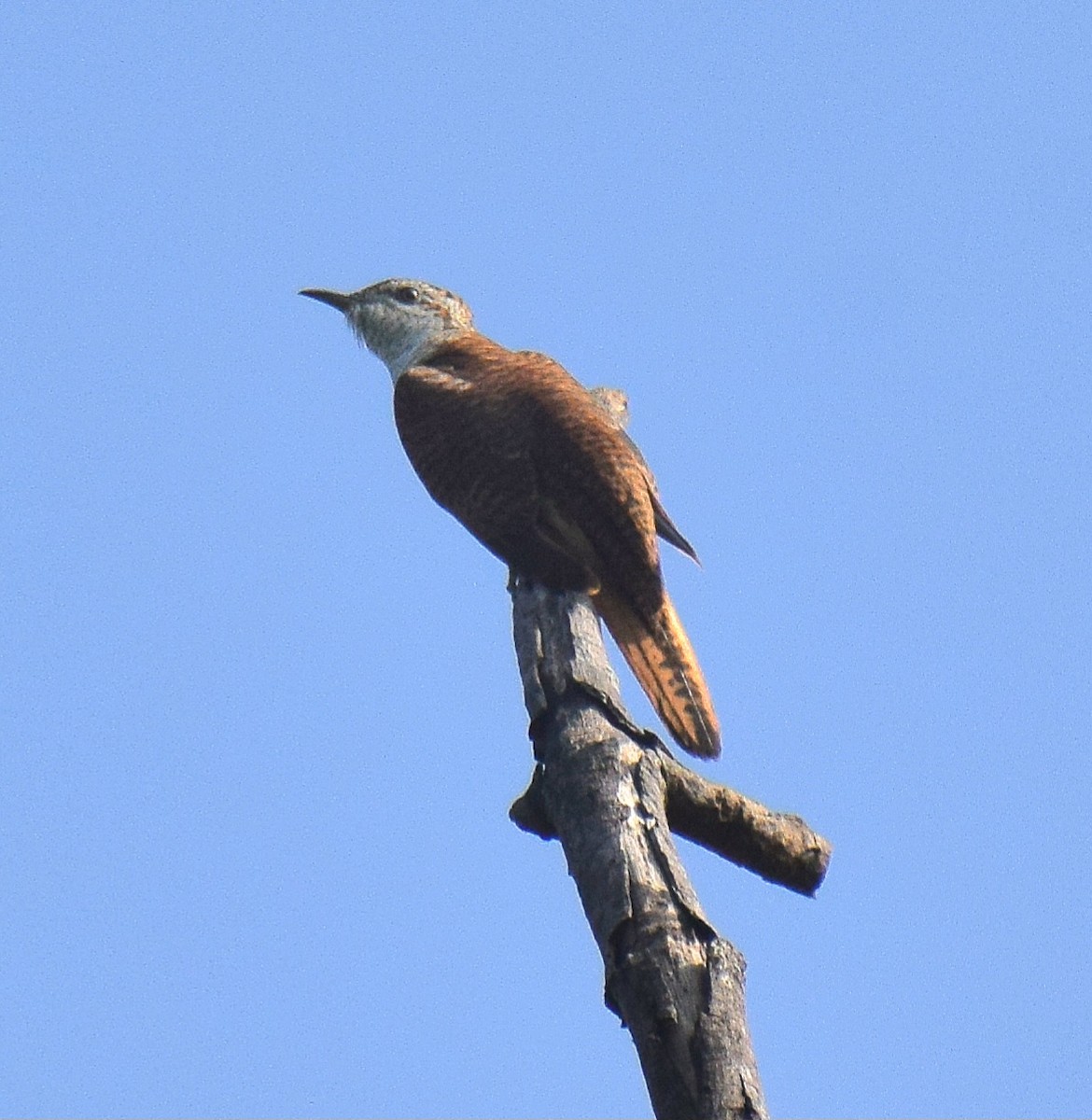 Banded Bay Cuckoo - ML646229981