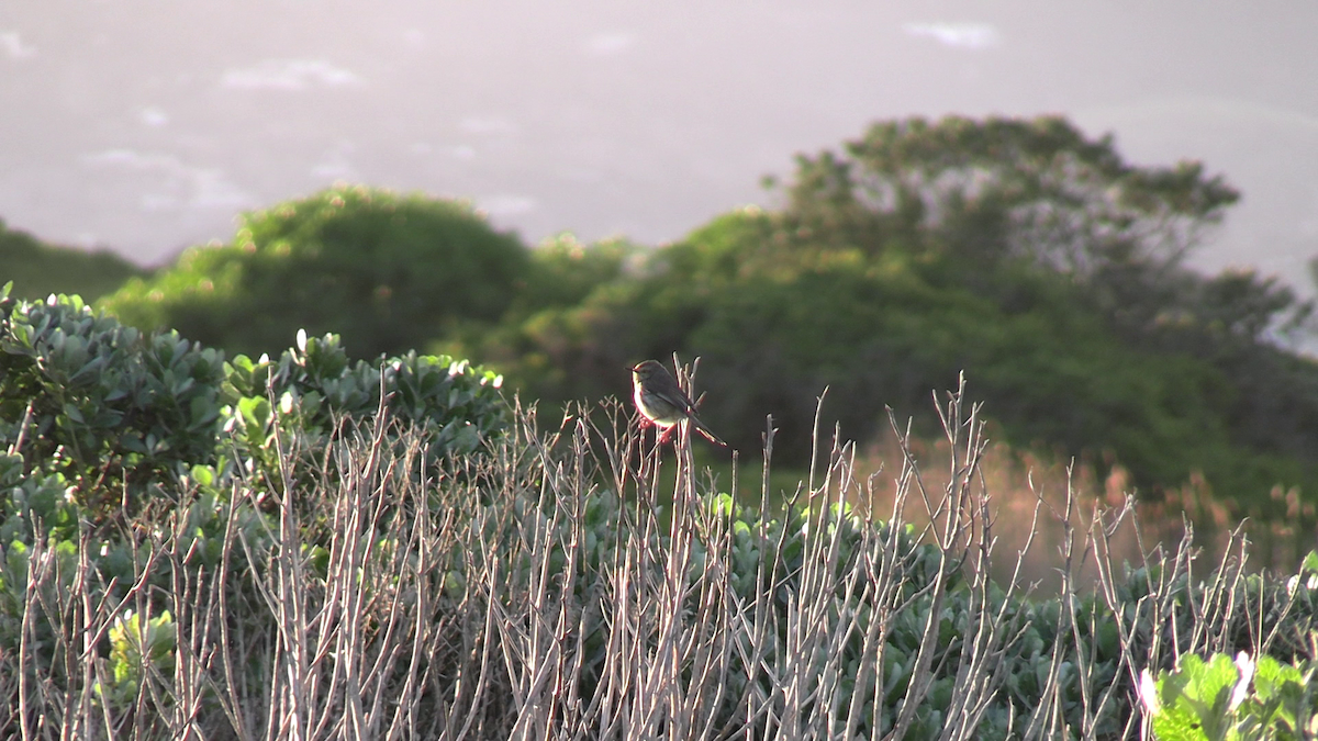 Karoo Prinia - ML646229992
