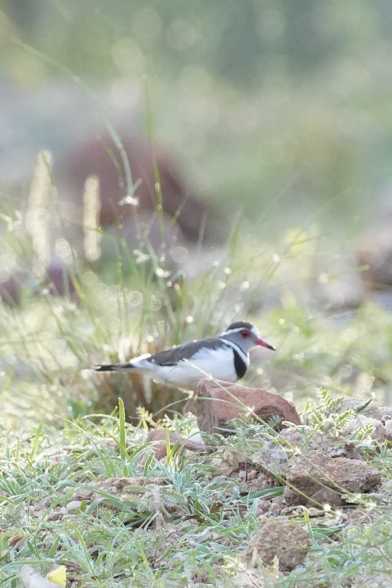 Three-banded Plover - ML646229994