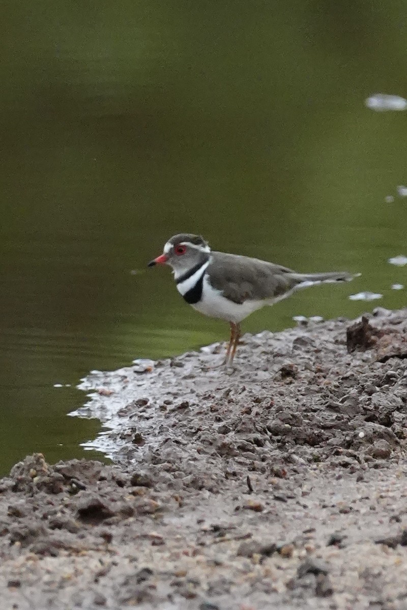 Three-banded Plover - ML646229995