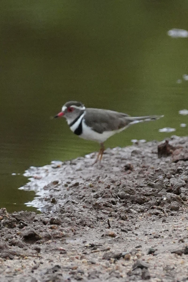 Three-banded Plover - ML646229996