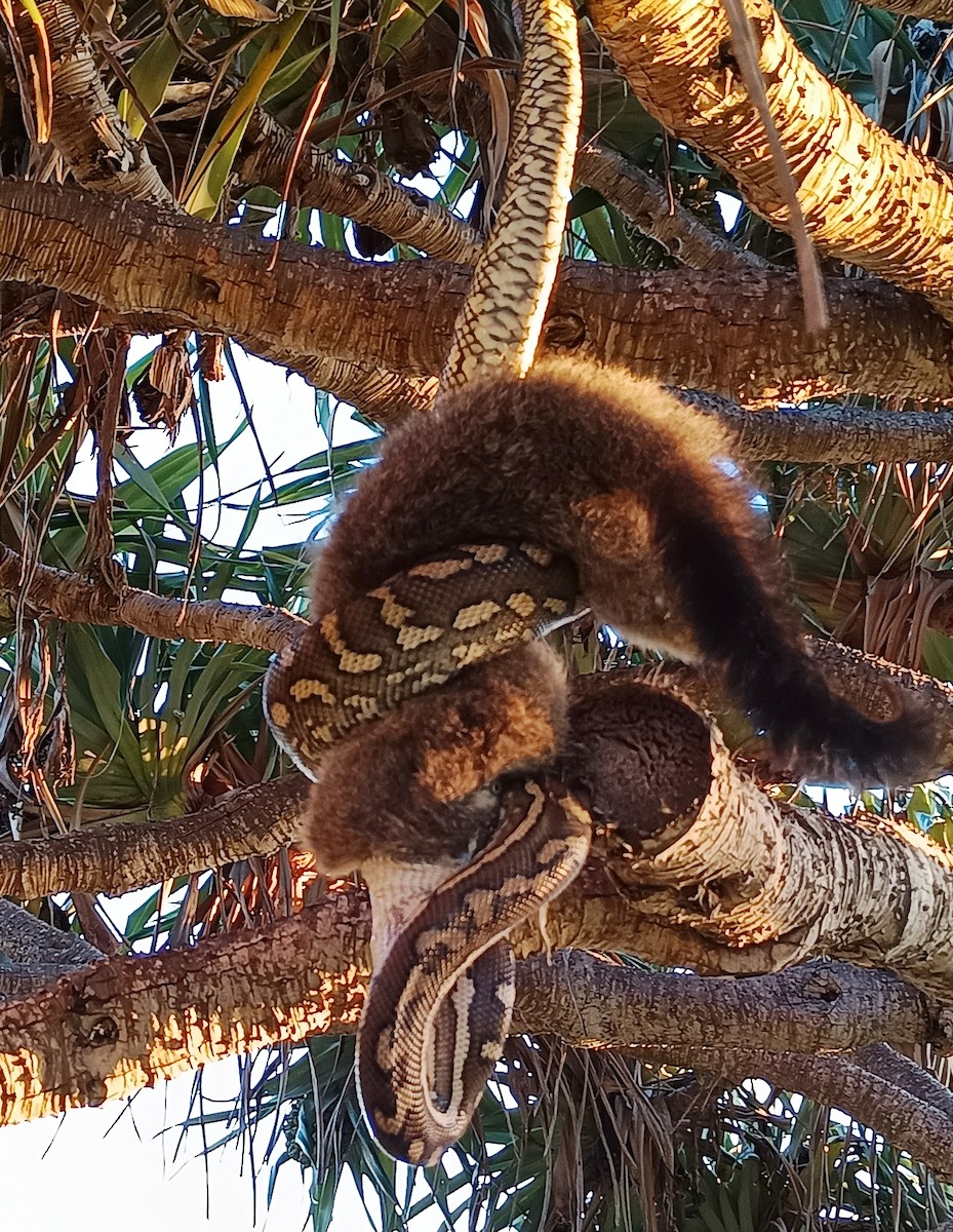 Coastal Carpet Python - ML646229997