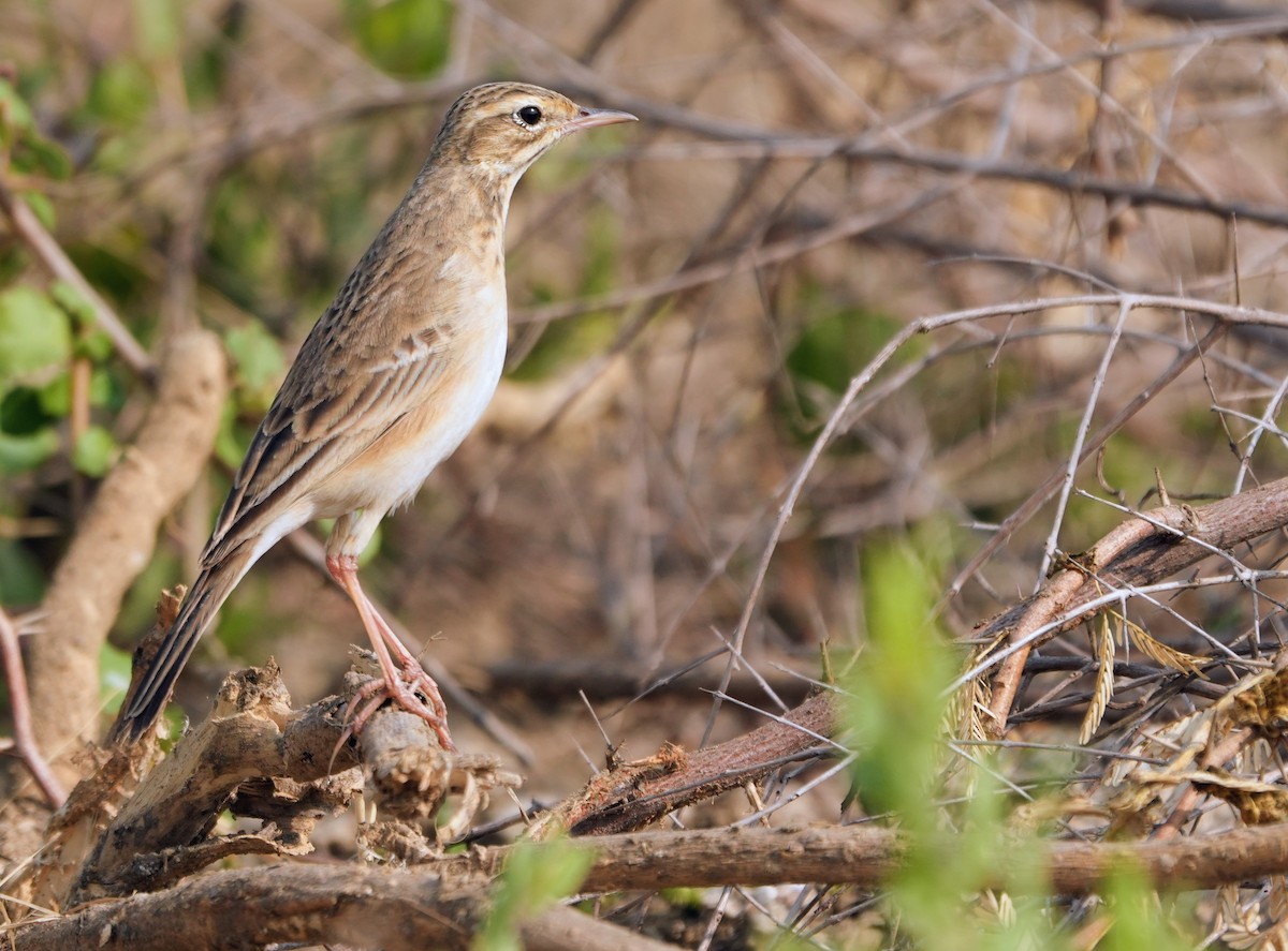 Paddyfield Pipit - ML646229999