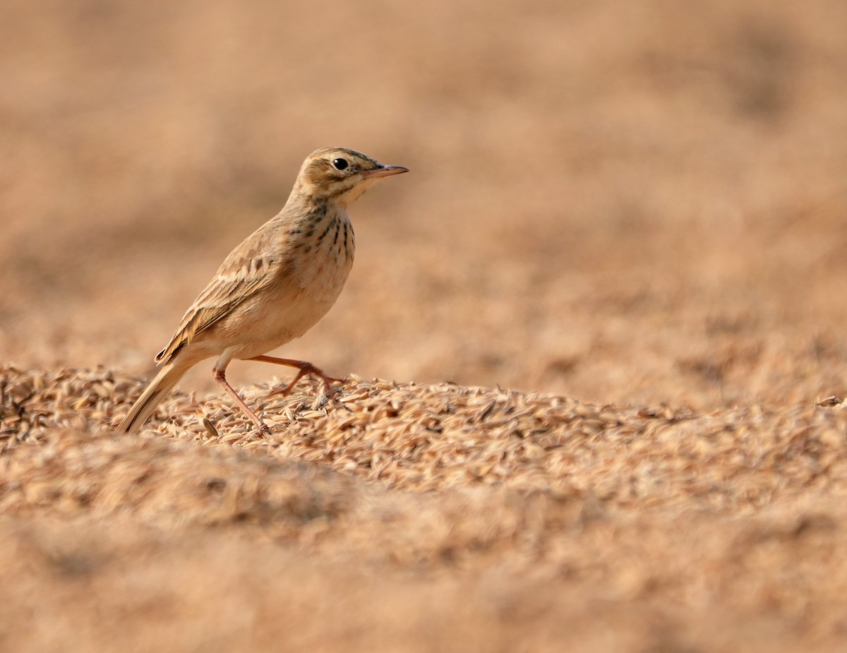 Paddyfield Pipit - ML646230000