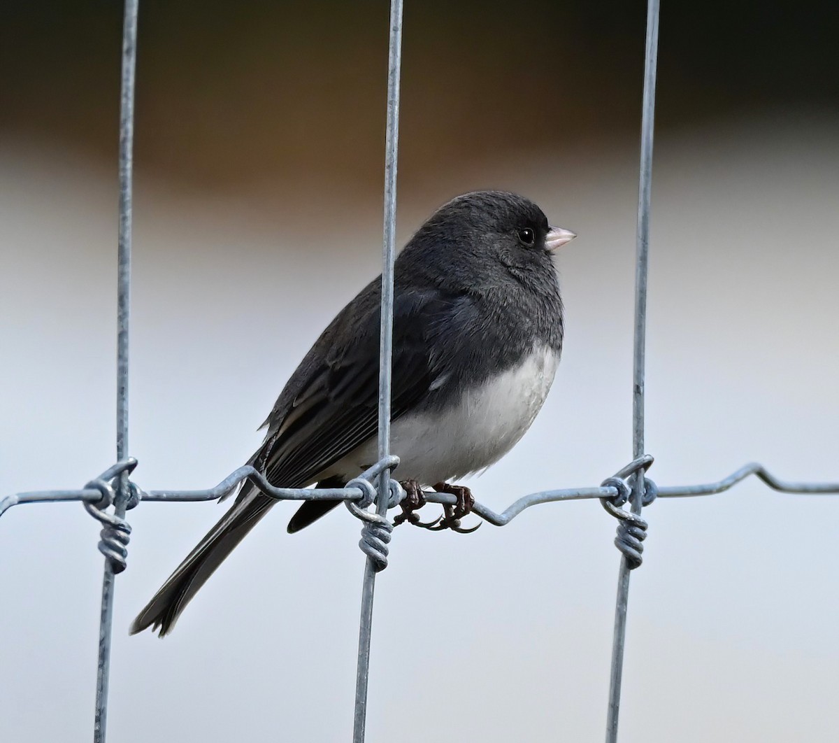 Dark-eyed Junco - ML646230014