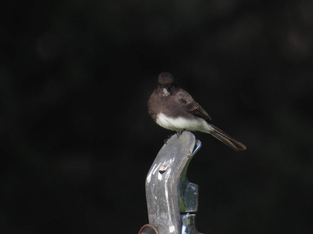 Black Phoebe - ML646230015