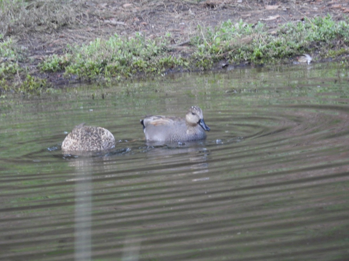 kopřivka obecná - ML646230017