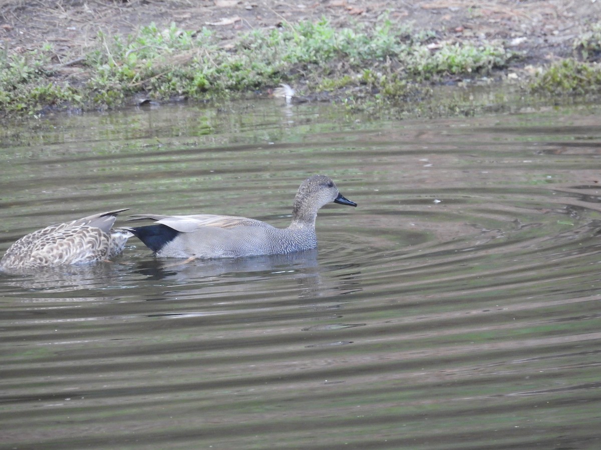 kopřivka obecná - ML646230019