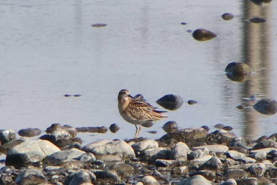 Sharp-tailed Sandpiper - ML646230021