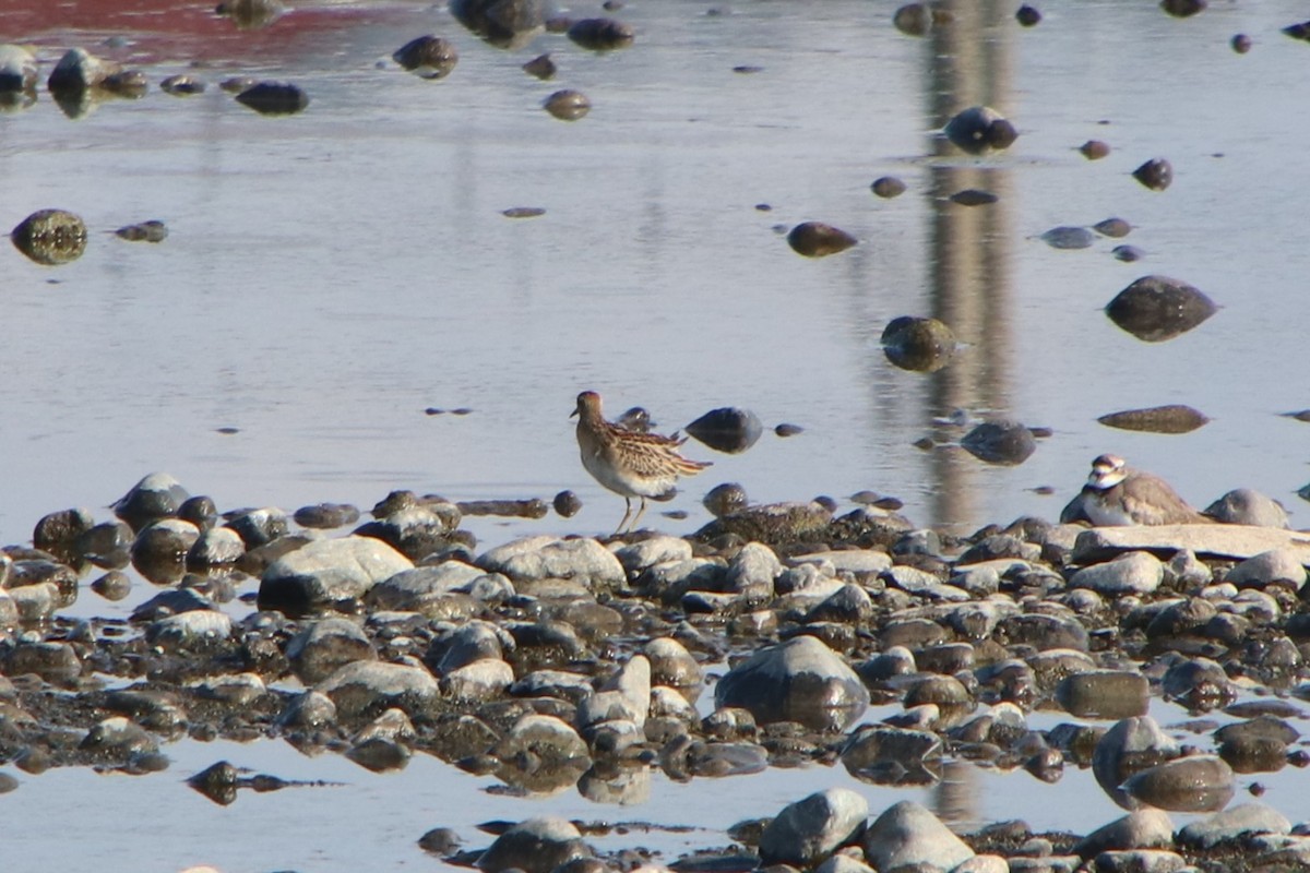Sharp-tailed Sandpiper - ML646230022