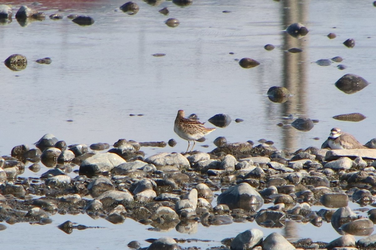 Sharp-tailed Sandpiper - ML646230023