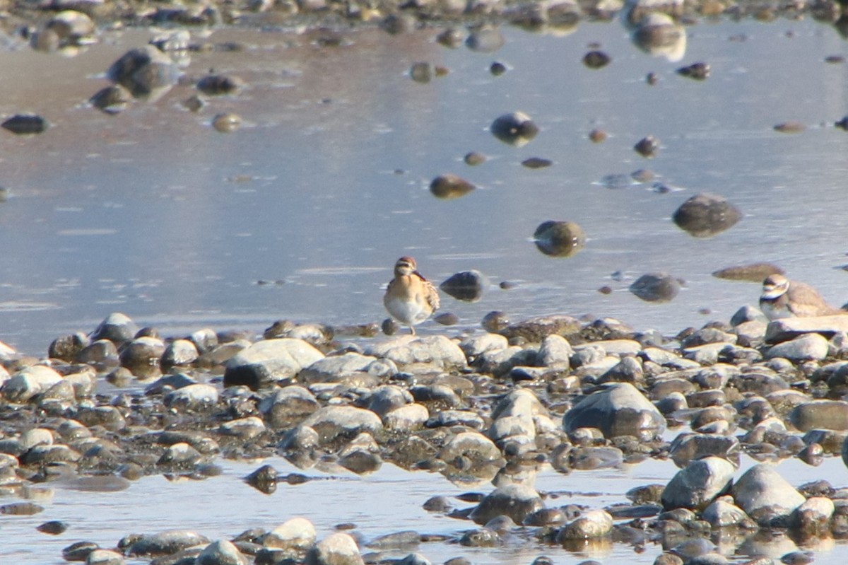 Sharp-tailed Sandpiper - ML646230024