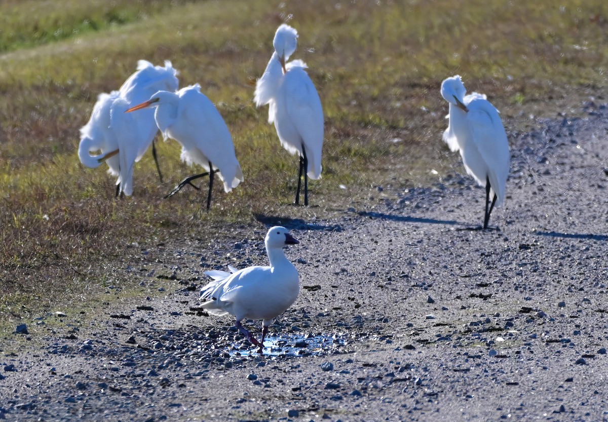 Snow Goose - ML646230025