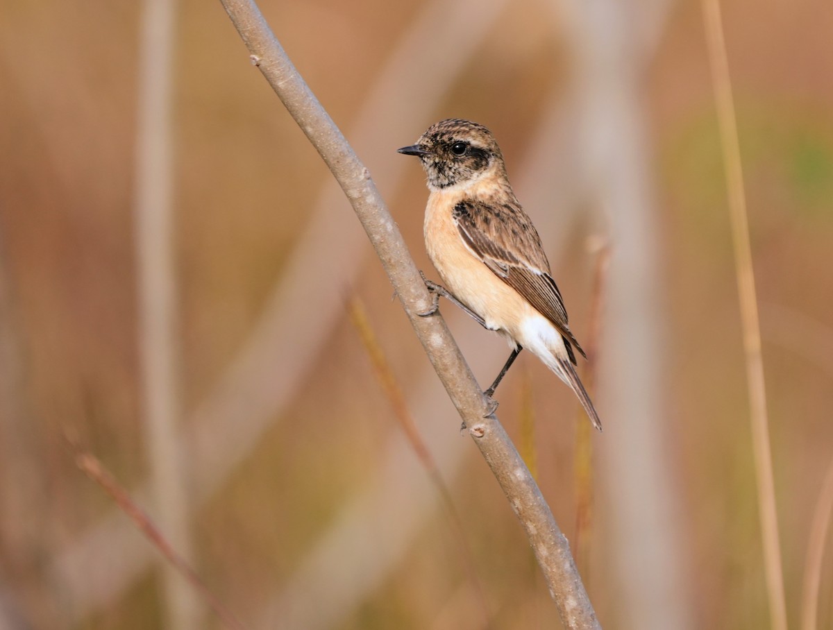 Siberian Stonechat - ML646230034