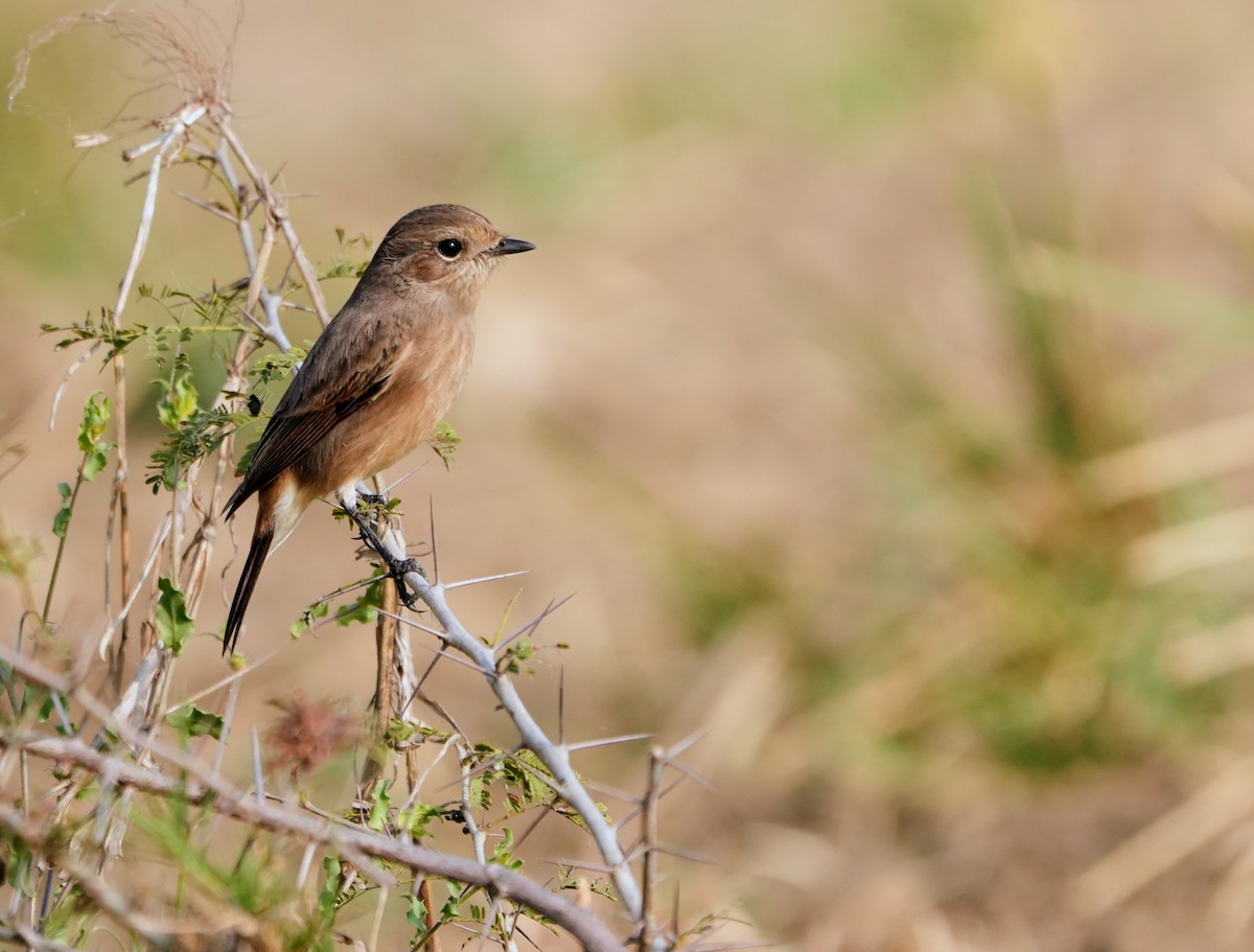 Pied Bushchat - ML646230036