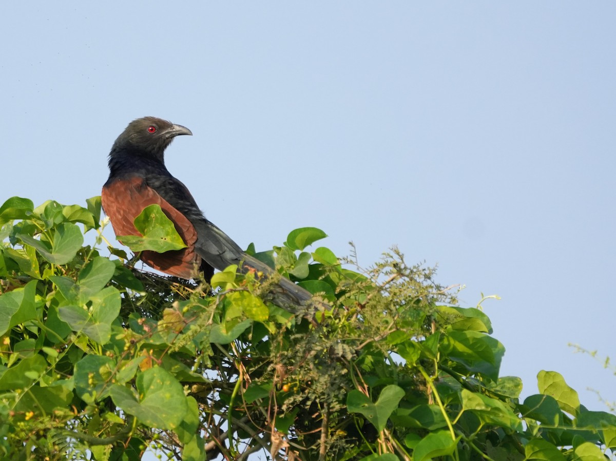 Greater Coucal - ML646230043