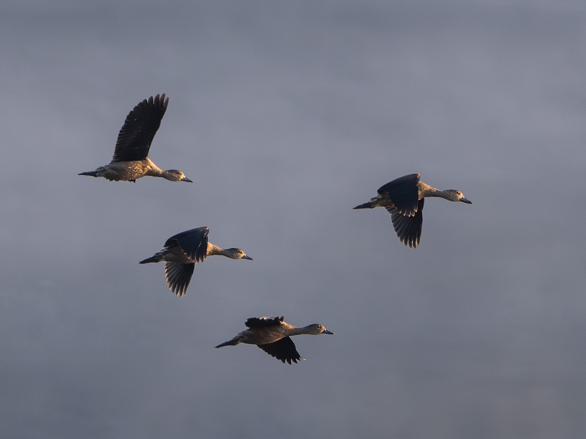 husička malá - ML646230059