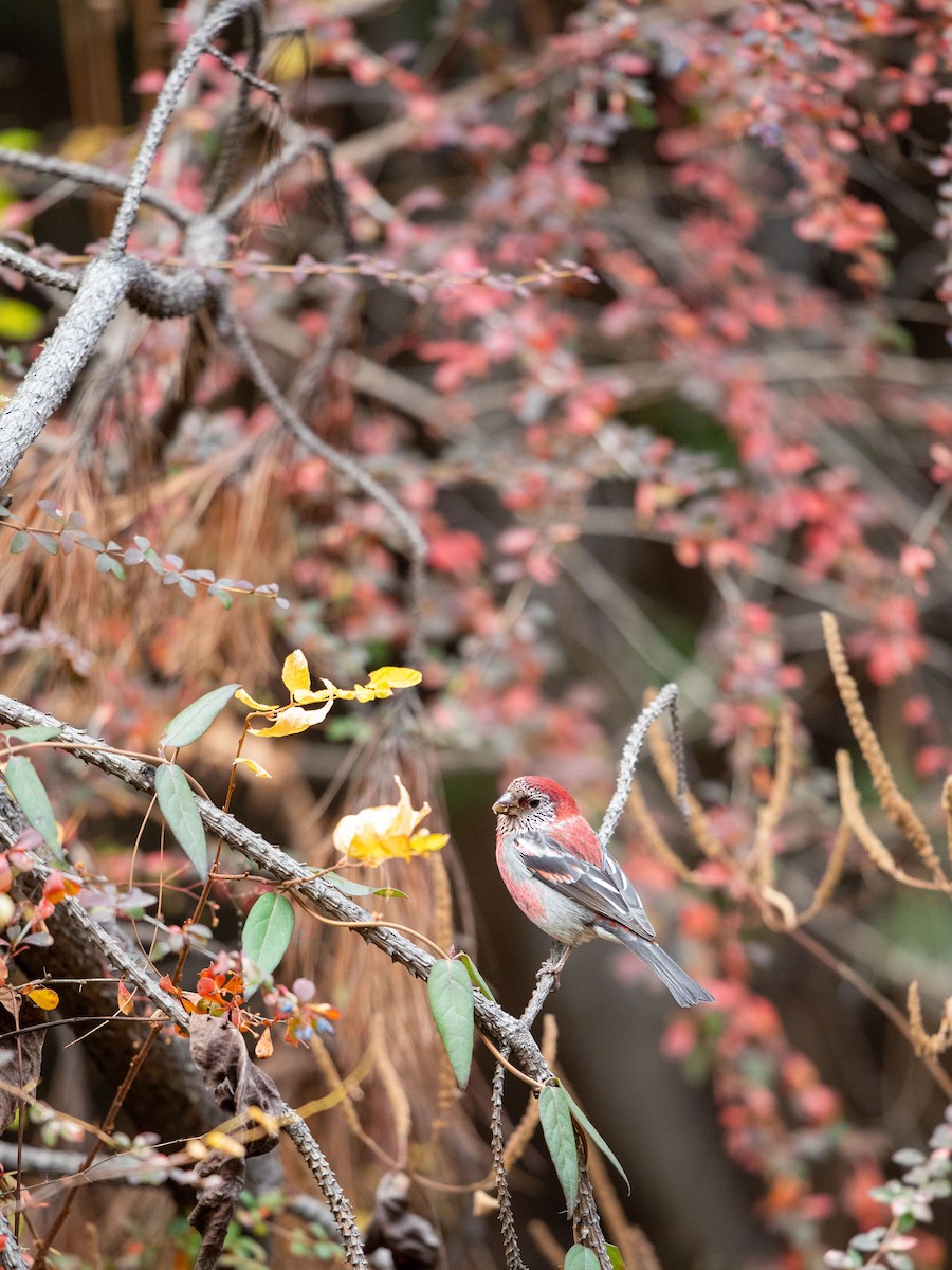 Three-banded Rosefinch - ML646230066