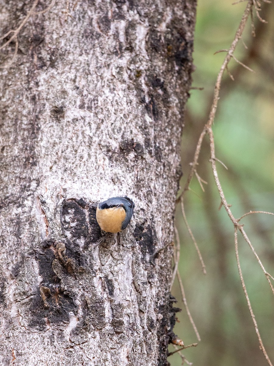 Chestnut-vented Nuthatch - ML646230069