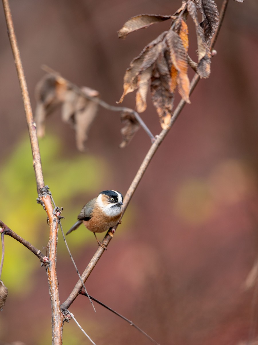 Black-browed Tit - ML646230074