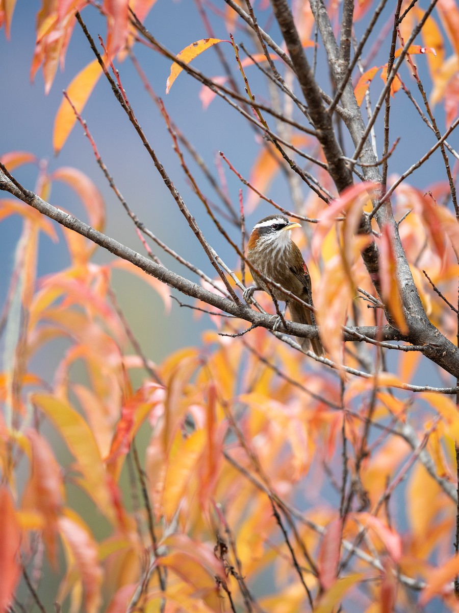 Streak-breasted Scimitar-Babbler - ML646230083