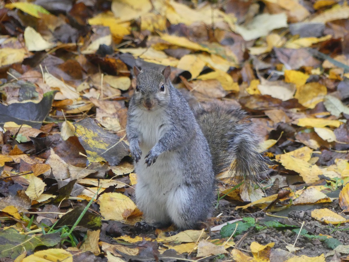 Animals - ML646230085